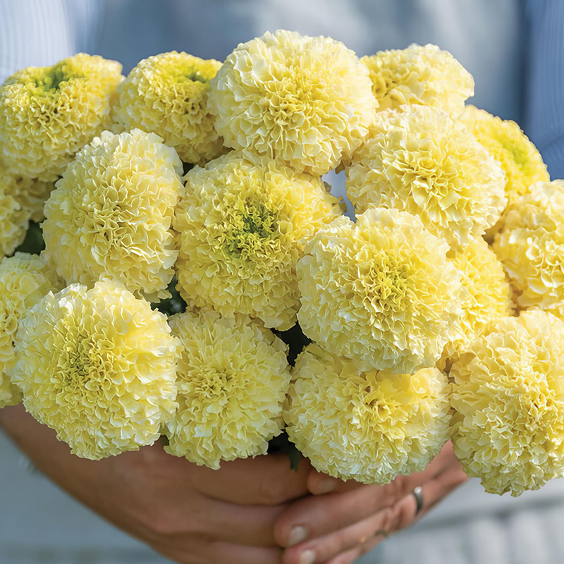 MARIGOLD WHITE SWAN F1