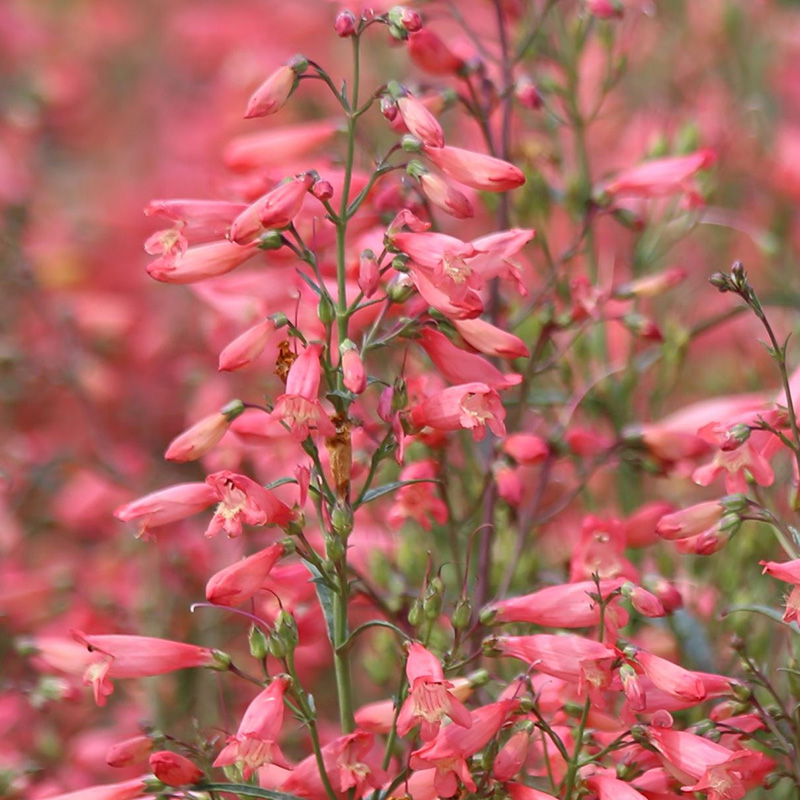 PENSTEMON TWIZZLE CORAL
