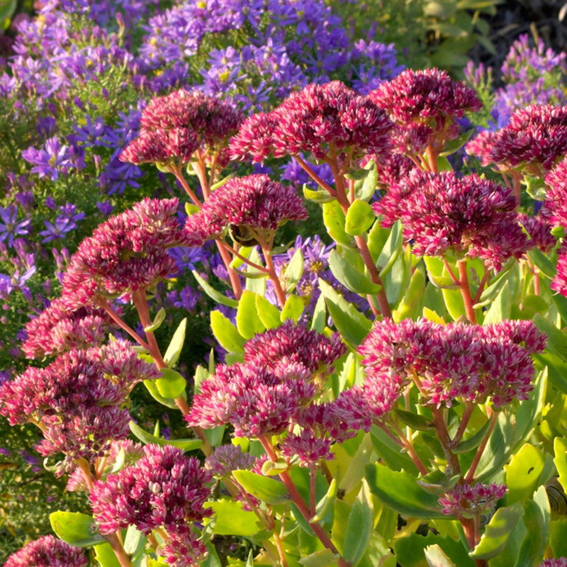 SEDUM EMPERORS WAVES
