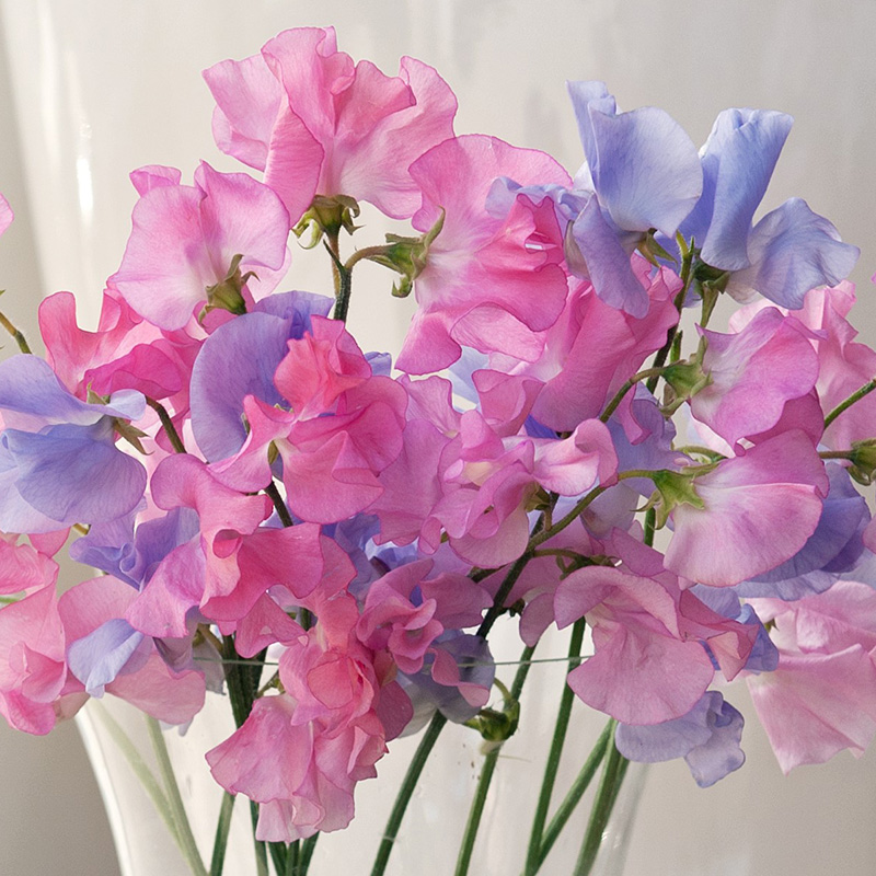 SWEET PEA BALLET DANCE