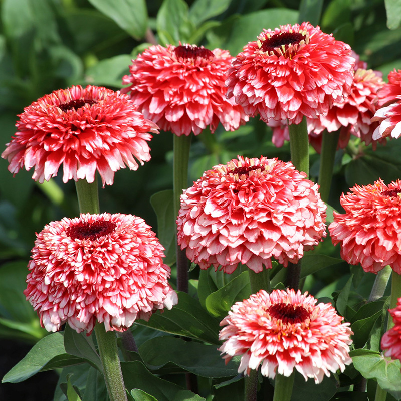 ZINNIA ZINDERELLA FIZZ
