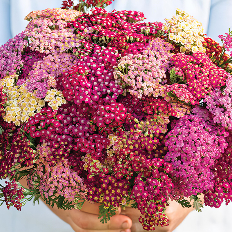 ACHILLEA FLOWERBURST RED