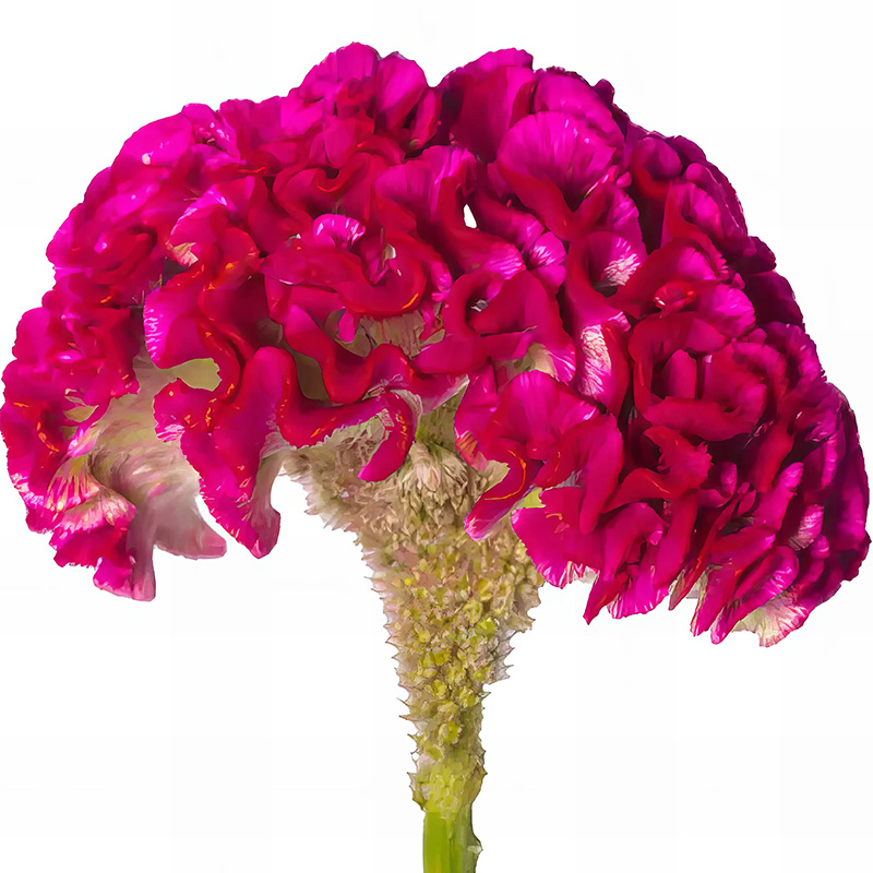 CELOSIA PURPLE BEAUTY