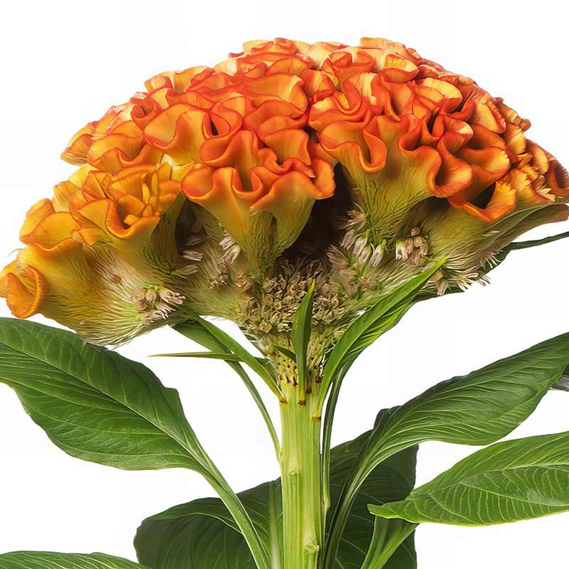 CELOSIA INDIAN SUMMER