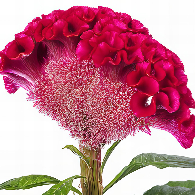 CELOSIA ACT DARA