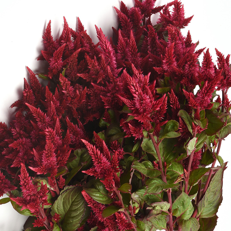 CELOSIA CELWAY RED