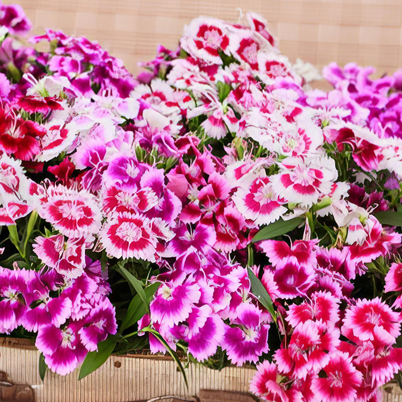 DIANTHUS CHIBA AURICULA MIXED