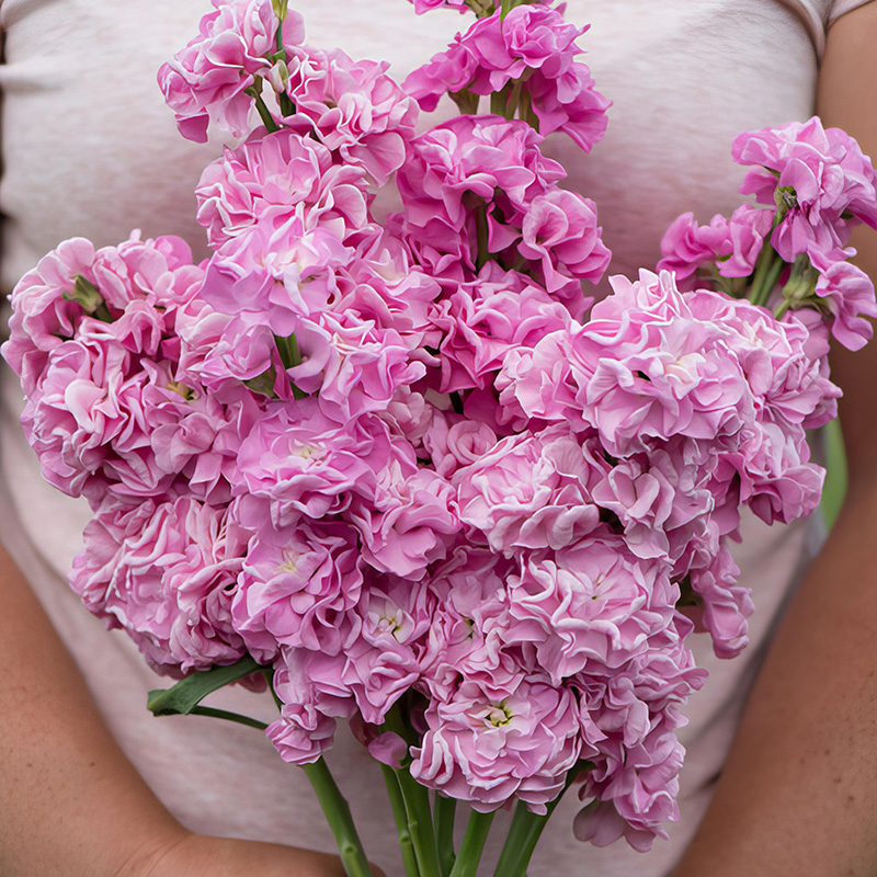 STOCKS SUMMER PINK