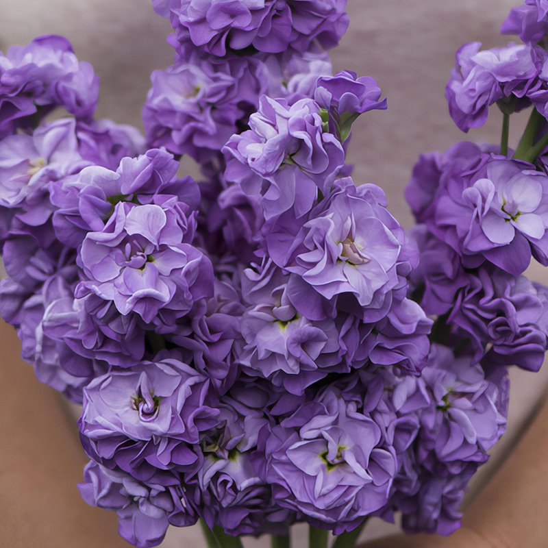 STOCKS SUMMER BLUE