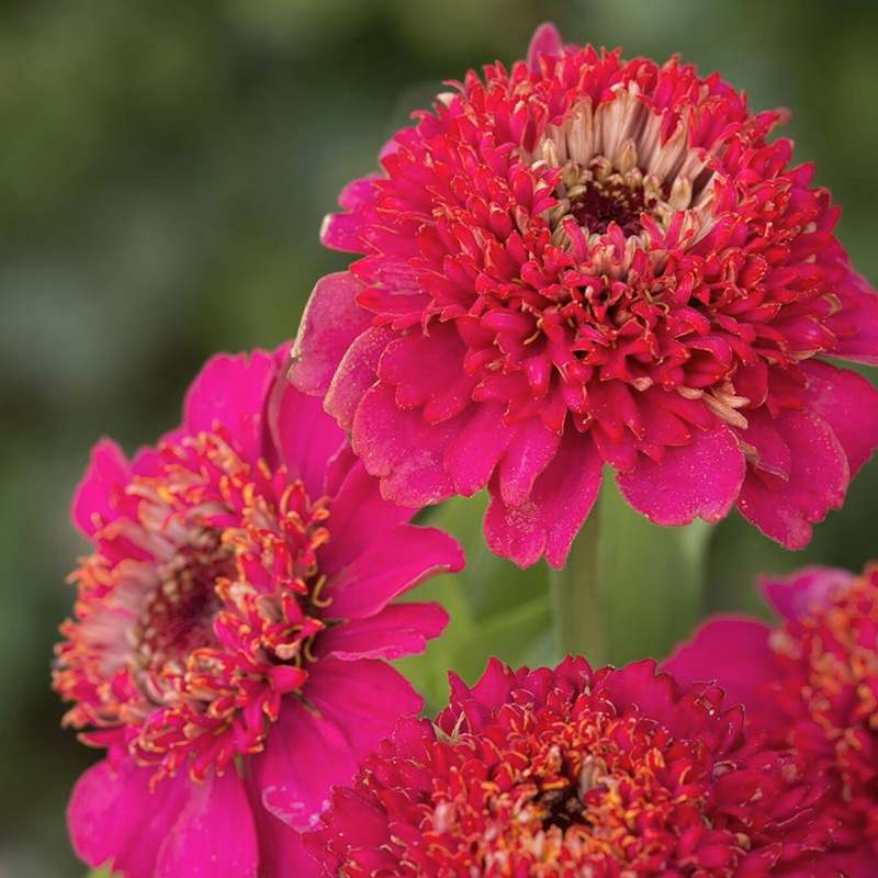 ZINNIA CRESTO VIOLET