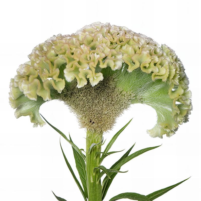 CELOSIA FROZEN