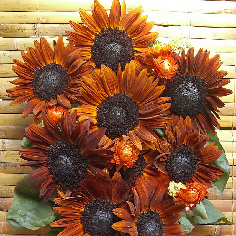 HELIANTHUS TERRACOTTA