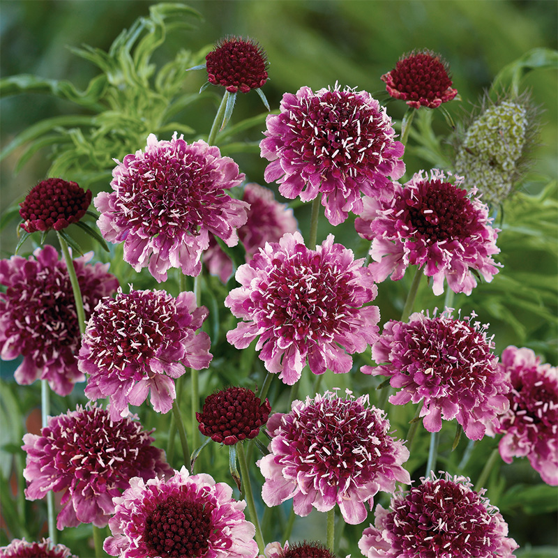 SCABIOSA BEAUJOLAIS BONNETS