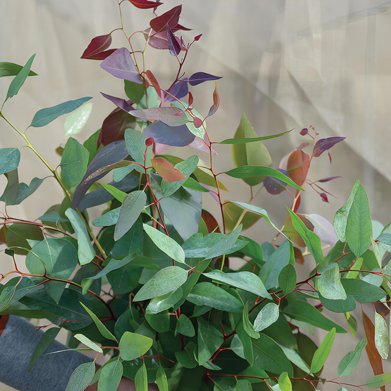 EUCALYPTUS TERETICORNIS