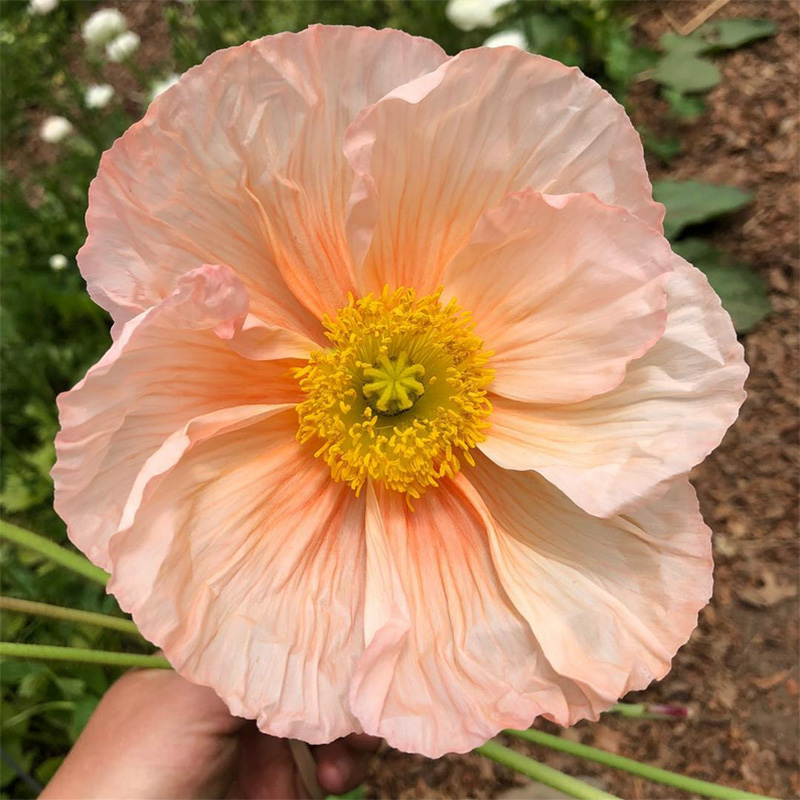 PAPAVER COLIBRI ROSA CHIARO PASTELLO