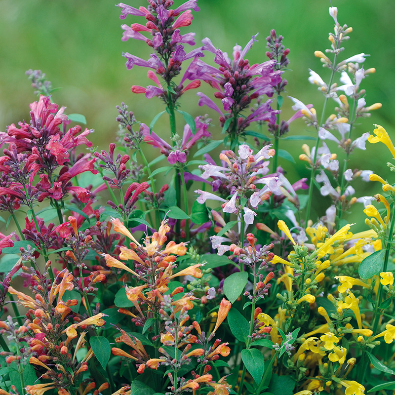 AGASTACHE FRAGRANT CARPET