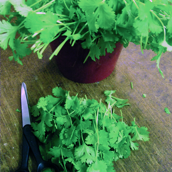 CORIANDER CALYPSO CUT & COME AGAIN