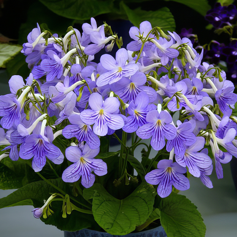 STREPTOCARPUS BETHAN