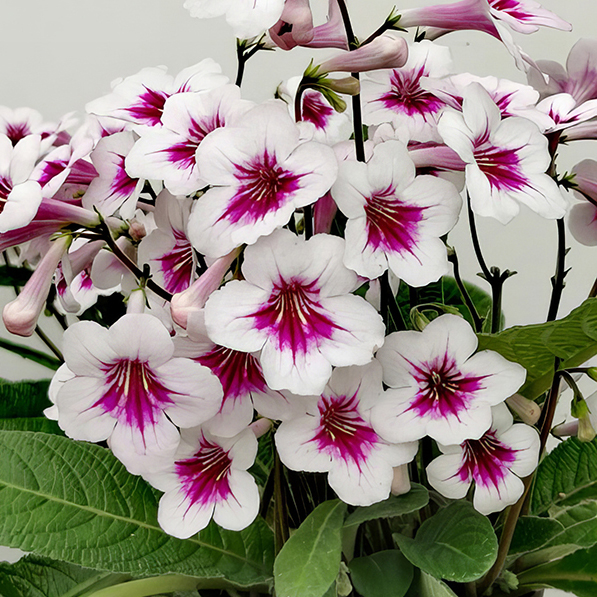 STREPTOCARPUS BEVERLEY