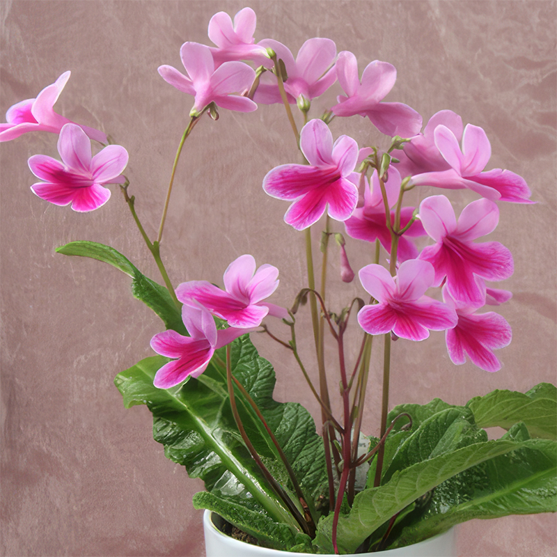 STREPTOCARPUS CAITLIN