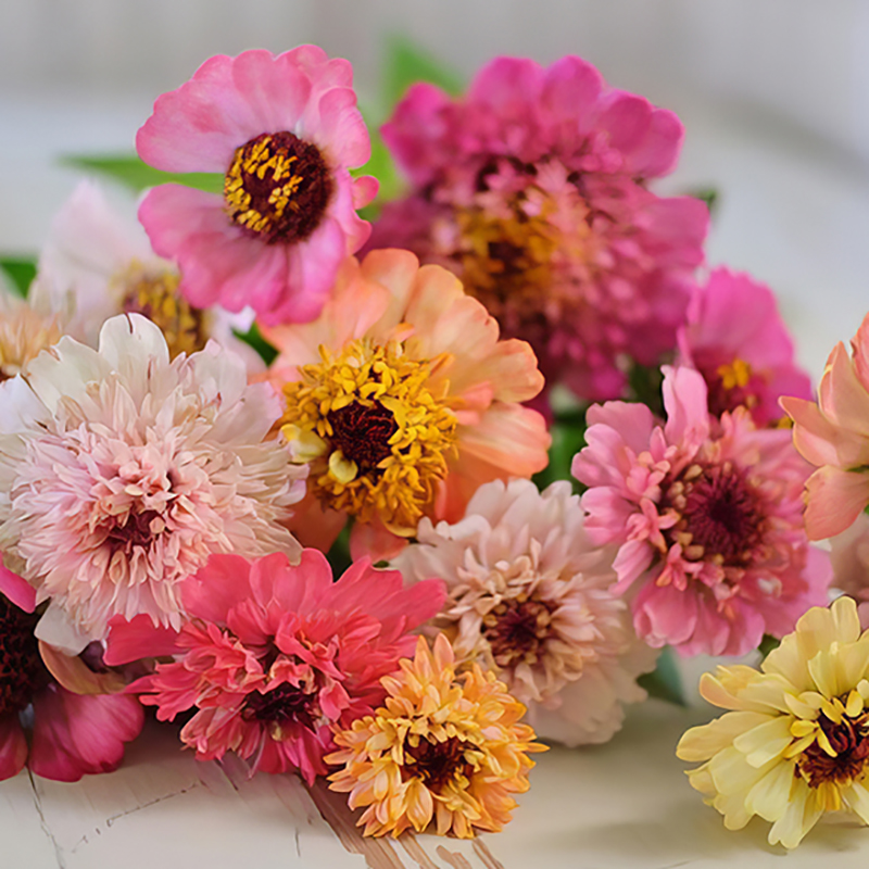 ZINNIA SWEETIES MIXED