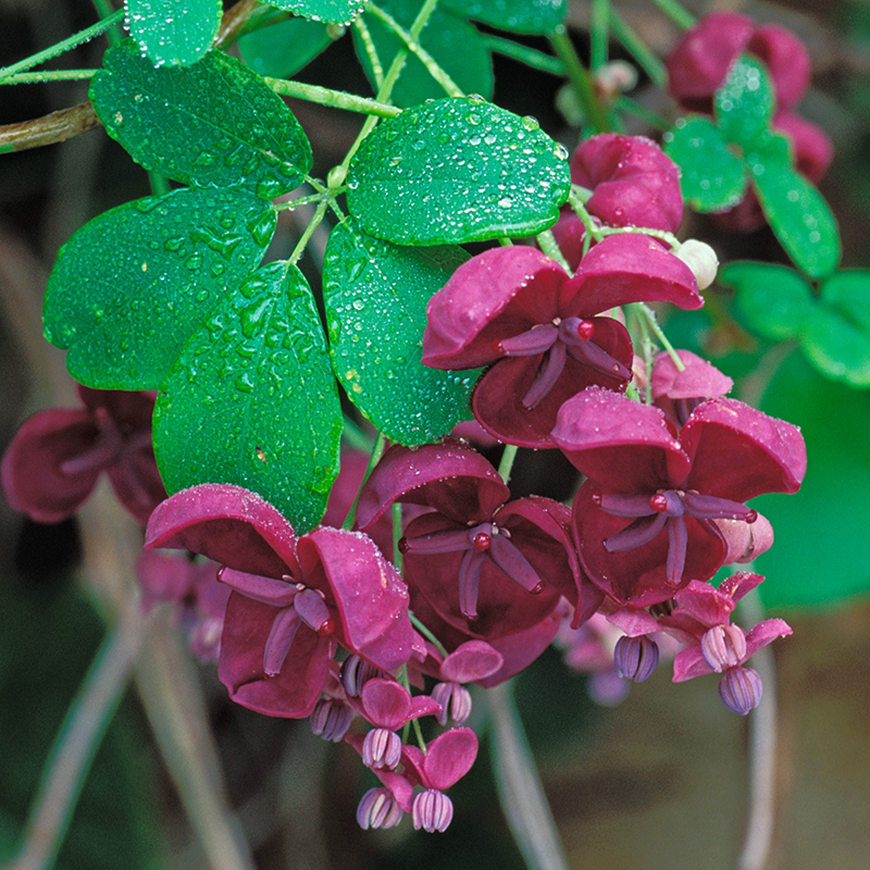 AKEBIA QUINATA