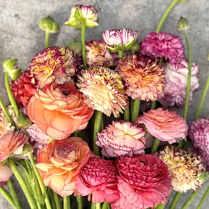 RANUNCULUS ELEGANCE PASTELLO STRIATO