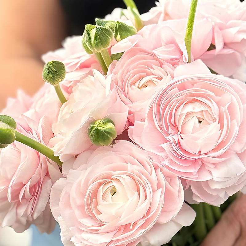 RANUNCULUS CLONI SUCCESS LADY