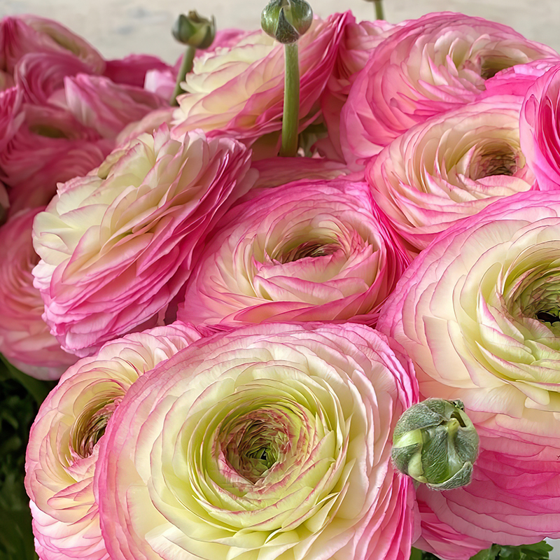 RANUNCULUS CLONI SUCCESS FELICIDADE