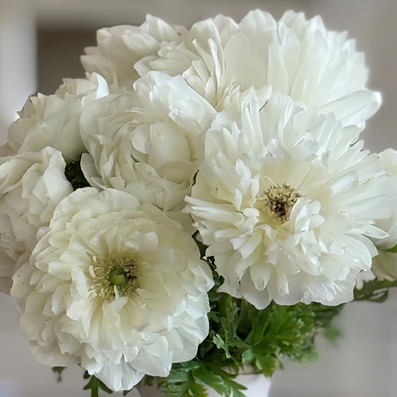 ANEMONE LEVANTE BIANCO