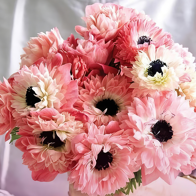 ANEMONE LEVANTE ROSA