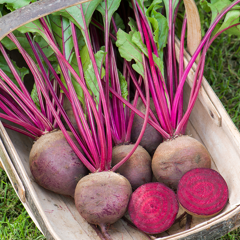 BEETROOT RED TITAN F1