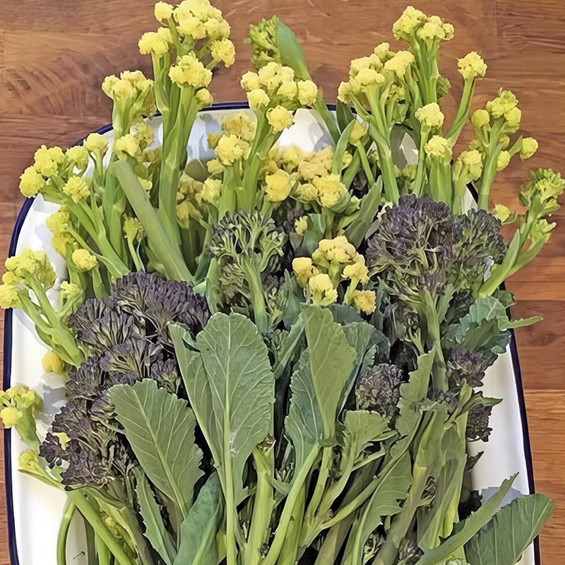 BROCCOLI EARLY PURPLE & WHITE SPROUTING MIXED