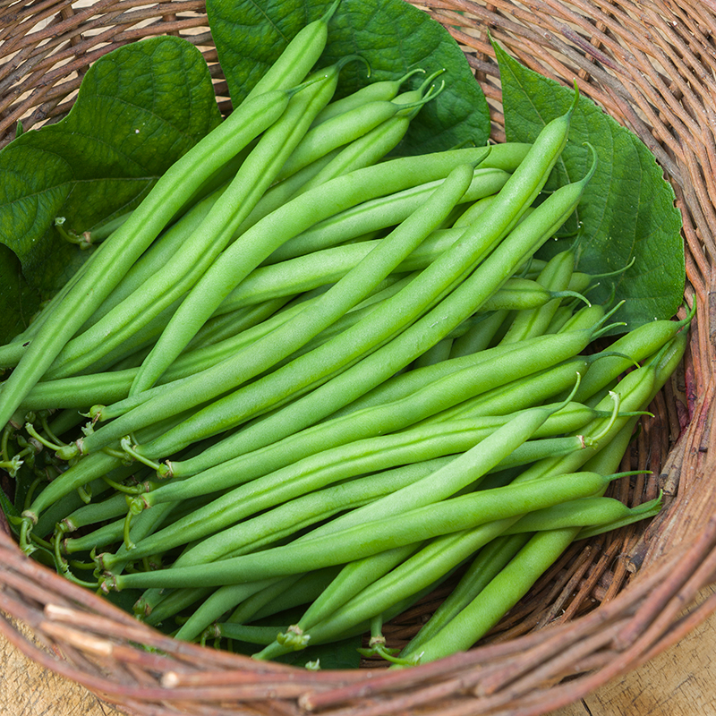 DWARF BEAN HARRISON