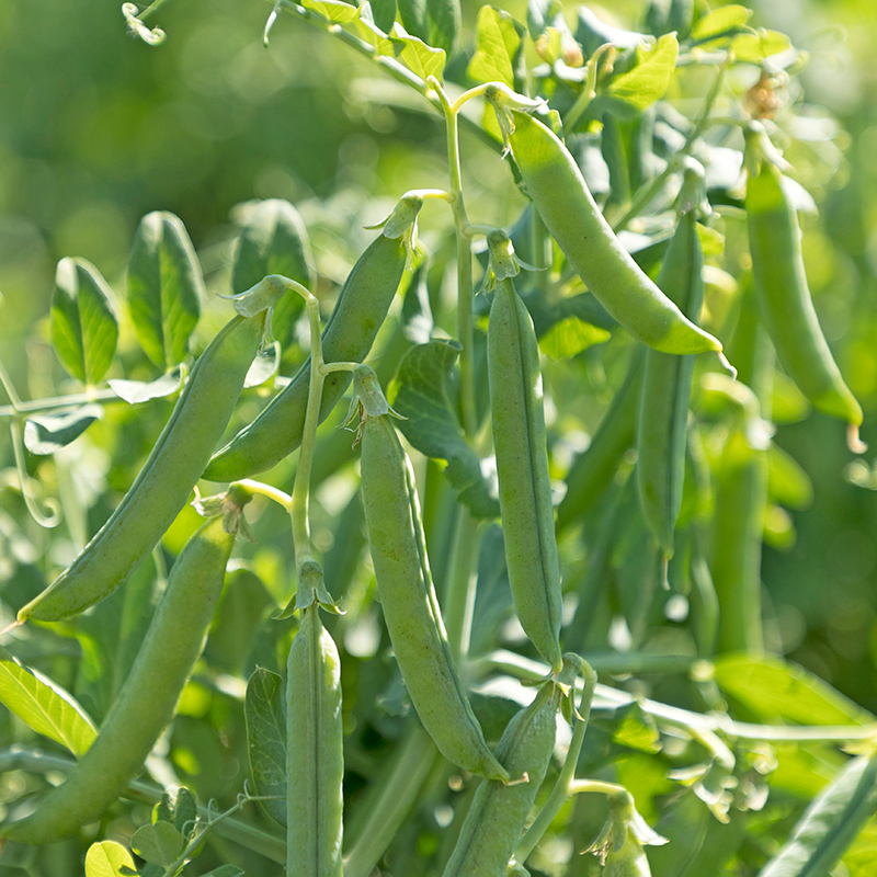 PEA FLOVERT