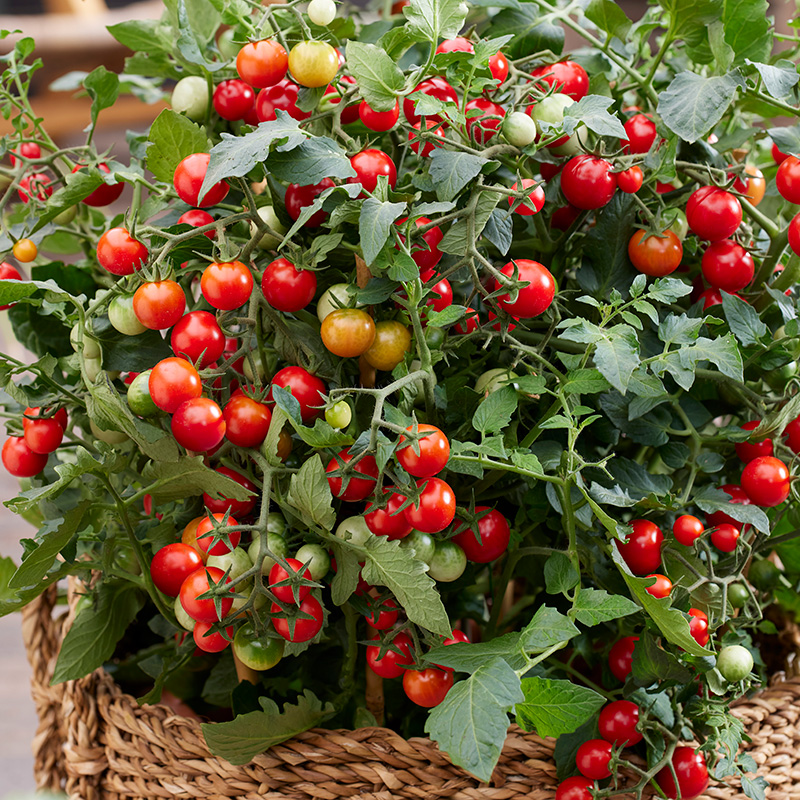 TOMATO TINY TEMPTATIONS F1