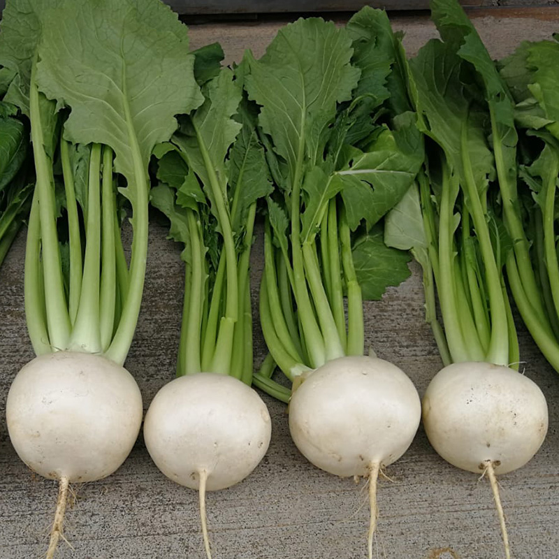 TURNIP SILKY WHITE F1