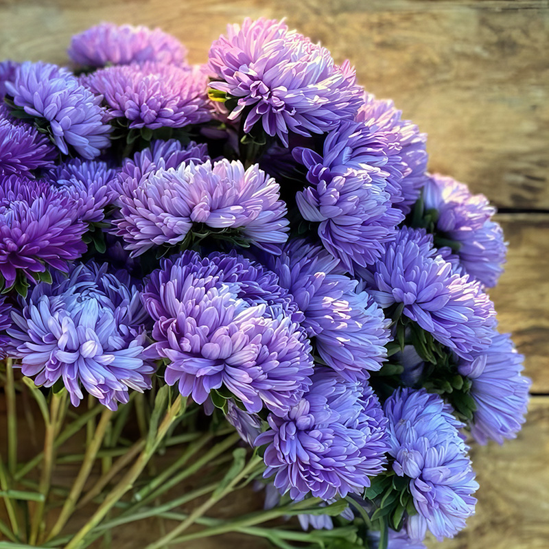 ASTER LADY CORAL LIGHT BLUE