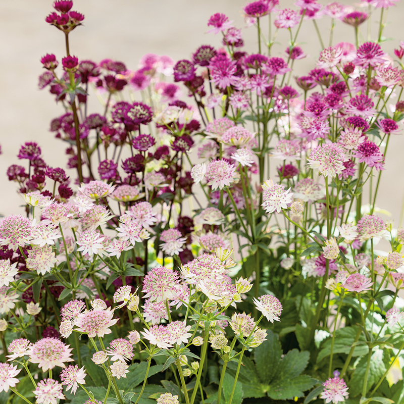 ASTRANTIA MAJOR MIXED COLOURS