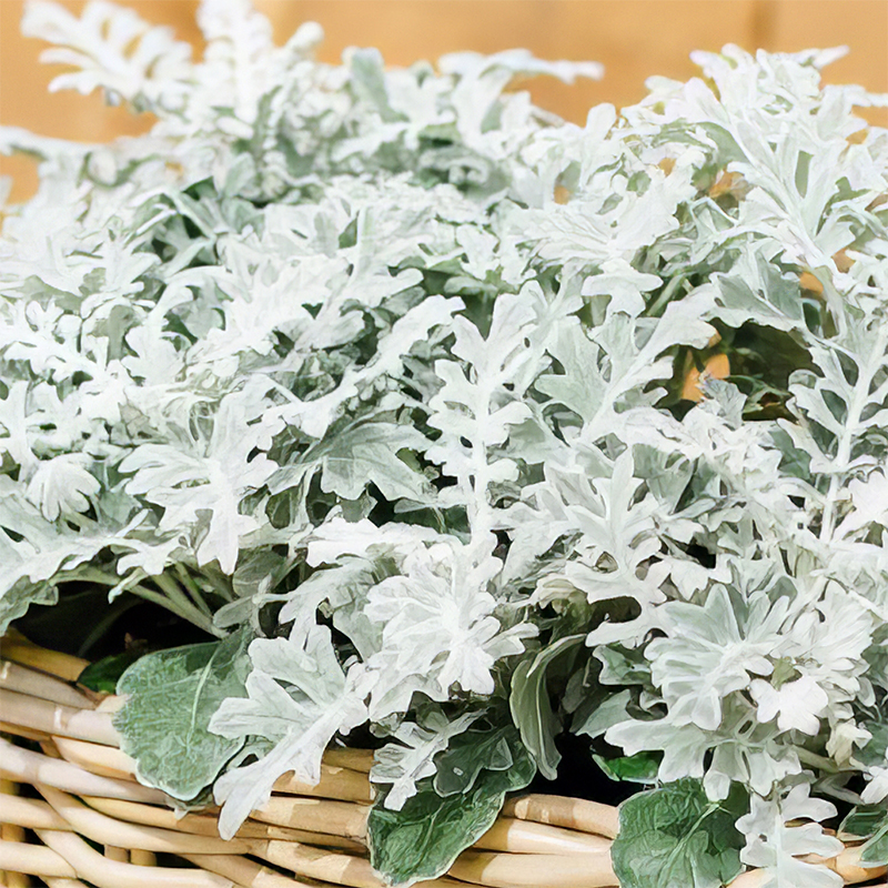 CINERARIA QUICKSILVER
