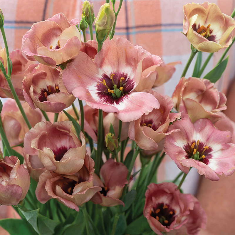 EUSTOMA PUCCHINO CHOCO