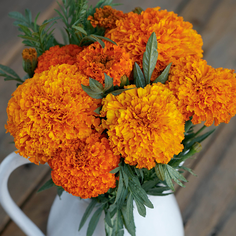 MARIGOLD COCO DEEP ORANGE