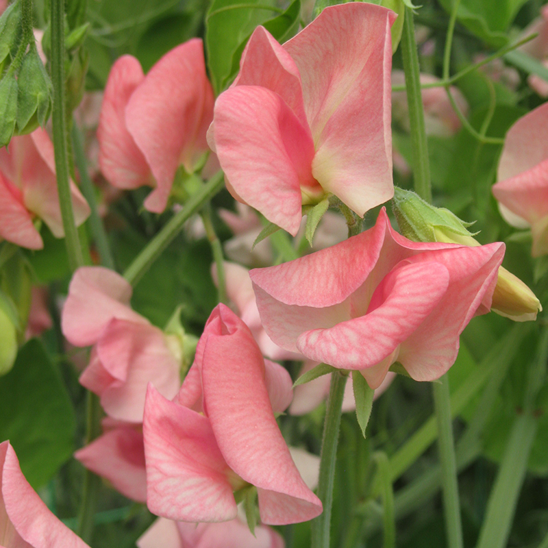 SWEET PEA EMILY