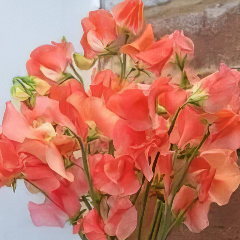 SWEET PEA MALOY