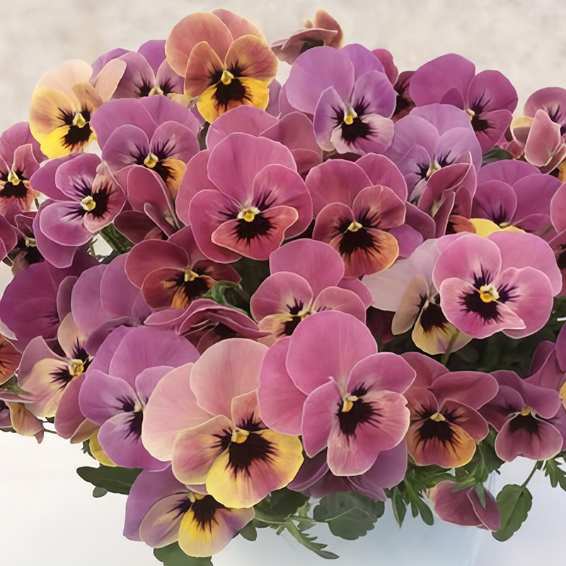 VIOLA PANDORA ROSEBOX