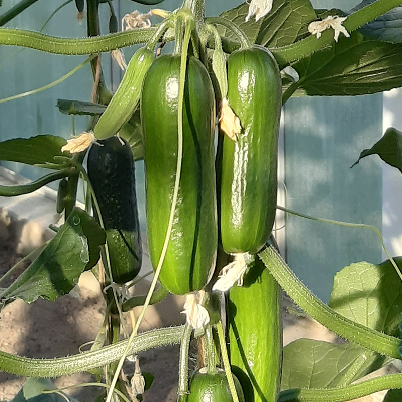 CUCUMBER PARTY TIME