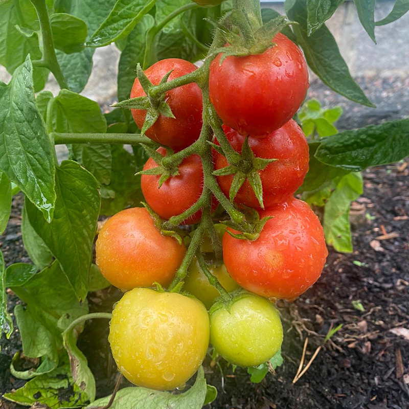 TOMATO ENDURANCE