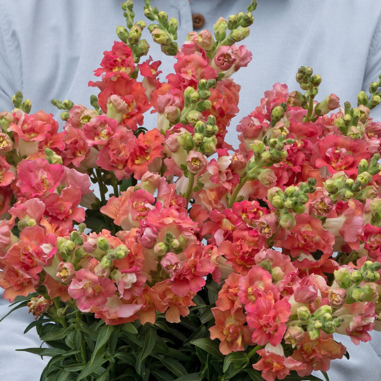 ANTIRRHINUM BRONZE WITH WHITE F1
