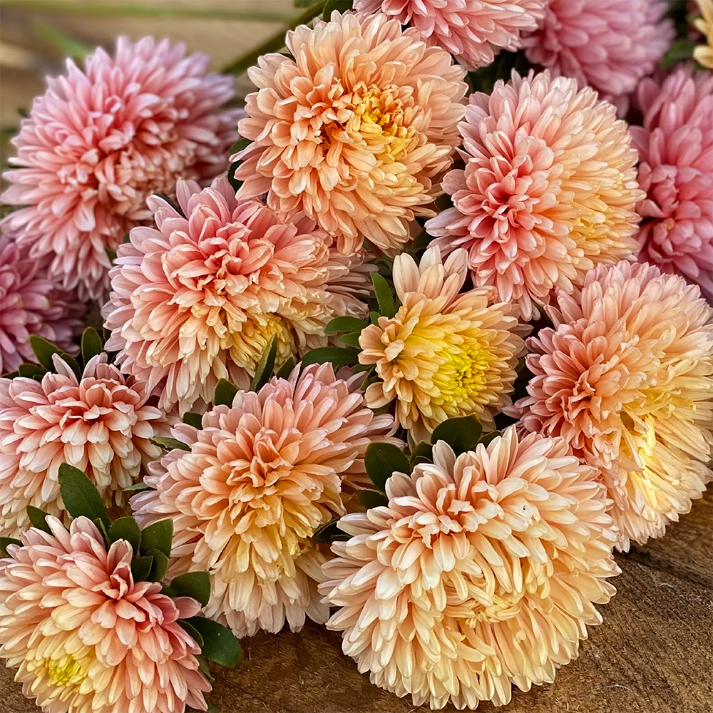 ASTER AUTUMN FOREST