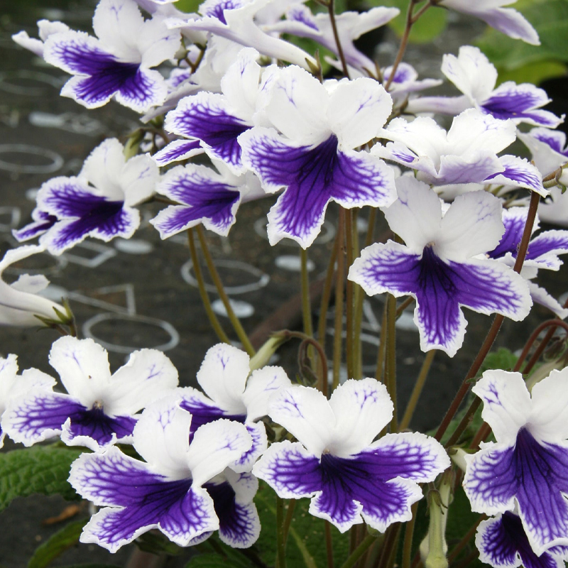 STREPTOCARPUS MARION